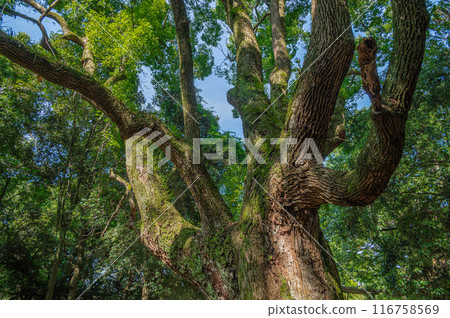 Large tree in Nara Park Large tree in Nara Park 116758569