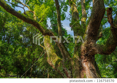 在奈良公園的大樹 116758570