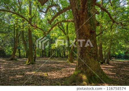 Large tree in Nara Park Large tree in Nara Park 116758574