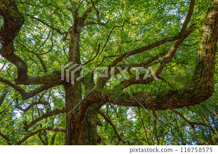 在奈良公園的大樹 116758575