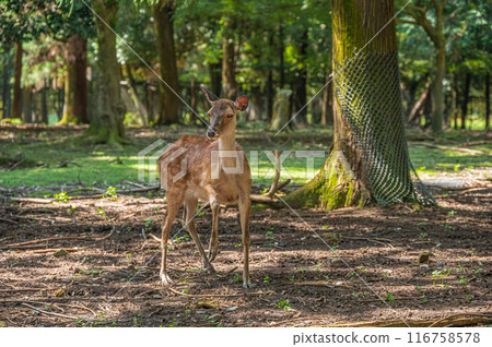 奈良公園的鹿 116758578
