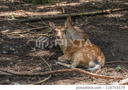 鹿在樹蔭下休息 鹿在樹蔭下休息 116758579
