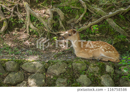 Deer resting in the shade 116758586