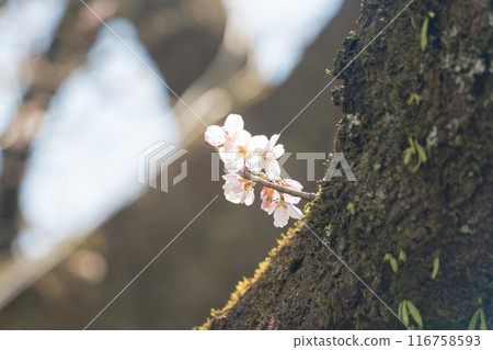 盛開的櫻花樹 116758593