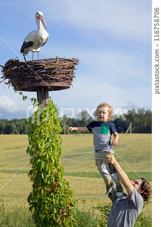 Dad lifts baby to show stork in its nest against backdrop of field of wheat. Family, lifestyle and nature. Dad lifts baby to show stork in its nest against backdrop of field of wheat. Family, lifestyle and nature. 116758706