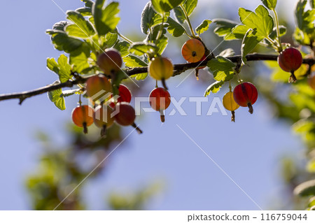 unripe gooseberries in the garden in summer 116759044