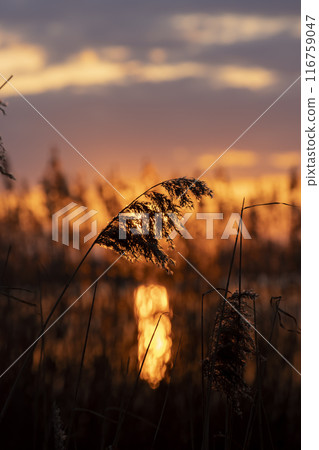 beautiful orange sky at sunset in spring beautiful orange sky at sunset in spring 116759047