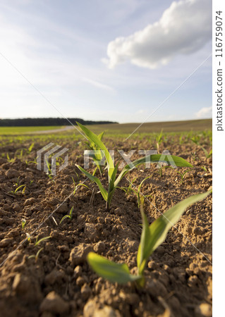 a field with a corn harvest in the evening a field with a corn harvest in the evening 116759074