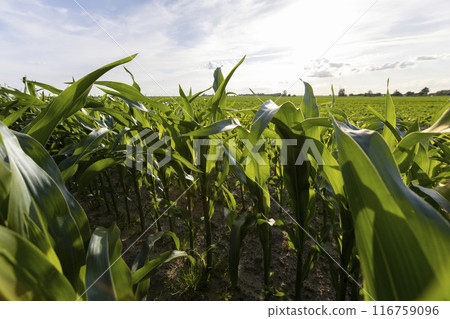 tall stalks of green sweet corn in sunny weather tall stalks of green sweet corn in sunny weather 116759096