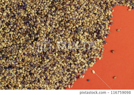clover seeds for growing in fields clover seeds for growing in fields 116759098
