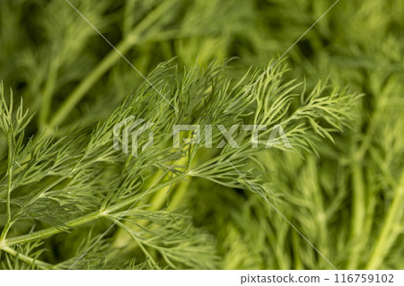 a large amount of green dill to add as spices a large amount of green dill to add as spices 116759102