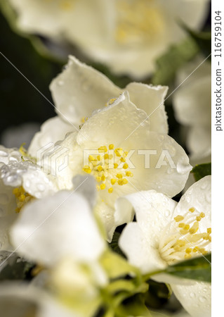 wet white jasmine flowers in the spring season 116759104