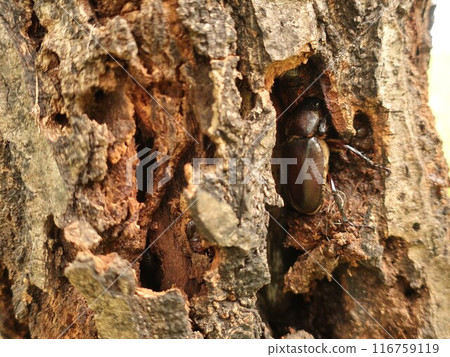 Beetle (female) 116759119