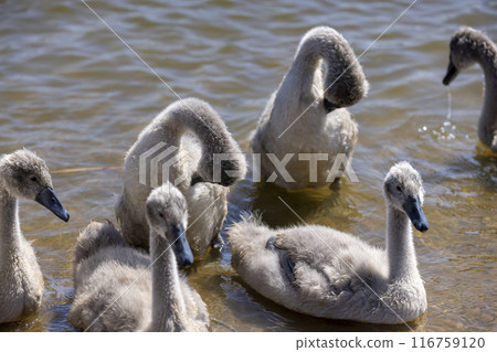 young swans in gray down swim on the lake 116759120