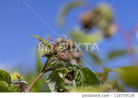 raspberry bush in the garden before the berries ripen 116759126