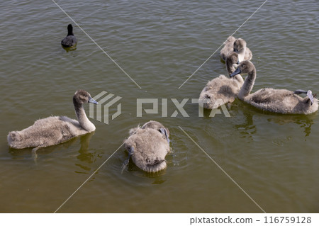 young swans in gray down swim on the lake 116759128