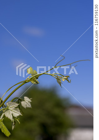 grape plantation with green leaves of grapes in summer 116759130