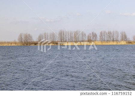 the lake and plants growing on the shore in the spring the lake and plants growing on the shore in the spring 116759152