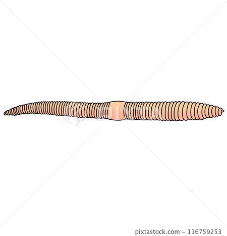 Earth Worm Illustration by hand drawn 116759253