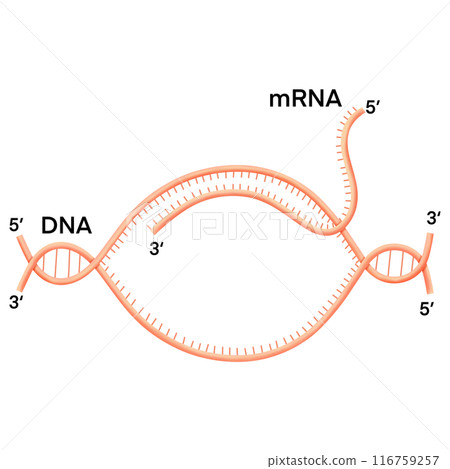 Transcription. DNA directed synthesis of RNA Illustration. Transcription. DNA directed synthesis of RNA Illustration. 116759257