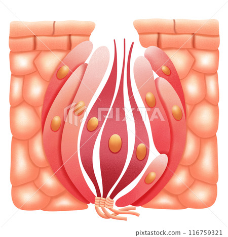 Structure of teste bud illustration by hand drawn Structure of teste bud illustration by hand drawn 116759321