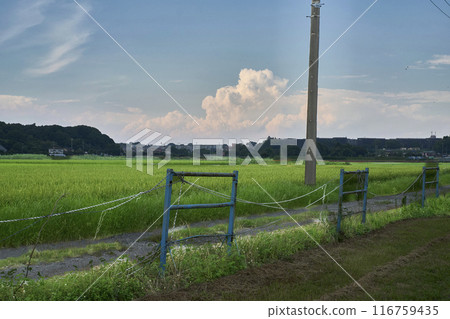 有稻田路的風景 116759435