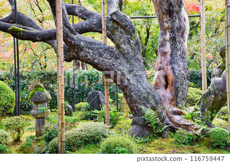 大原寶泉院秋季銀行園區與五葉之松(京都市左京區) 大原寶泉院秋季銀行園區與五葉之松(京都市左京區) 116759447