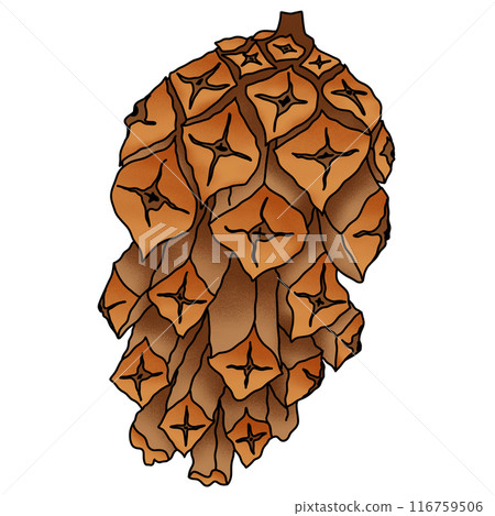 Pine cone illustration by hand drawn Pine cone illustration by hand drawn 116759506