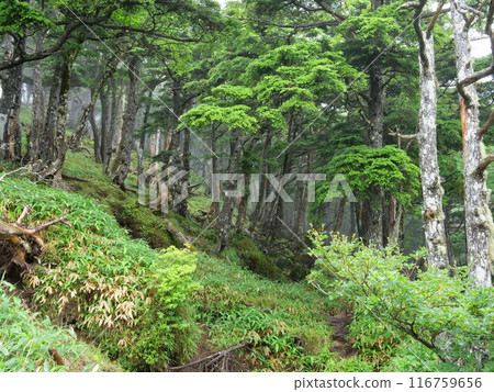 Nikko Akagiyama Forest 116759656