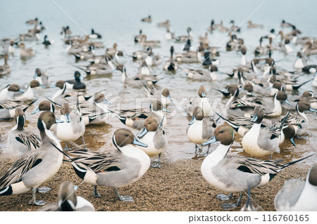 teal Ducks and Swan at Lake Inawashiro in winter in Fukushima Prefecture, Tohoku Region, Japan. Landmark for tourist attractions and vacation holiday concept 116760165