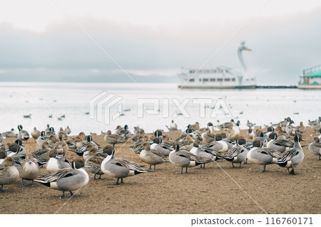 Lake Inawashiro in winter with tourists sightseeing boat and teal Ducks and Swan in Fukushima Prefecture, Tohoku Region, Japan. Landmark for tourist attractions and vacation holiday concept Lake Inawashiro in winter with tourists sightseeing boat and teal Ducks and Swan in Fukushima Prefecture, Tohoku Region, Japan. Landmark for tourist attractions and vacation holiday concept 116760171