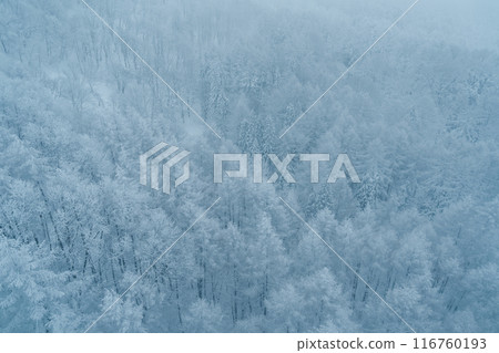 View of Snow monster in Winter day at Mount Zao ski resort, Yamagata prefecture, Japan. powder snow covered in frosty weather. Travel, Adventure and Vacation background 116760193