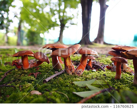 Ecological photo Ecological photo 116760625