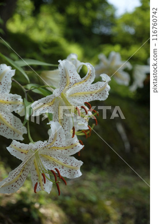 里山夏天盛開的山百合花 里山夏天盛開的山百合花 116760742