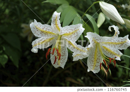 里山夏天盛開的山百合花 116760745