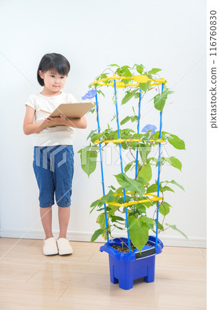 Elementary school students observing morning glories during summer vacation 116760830