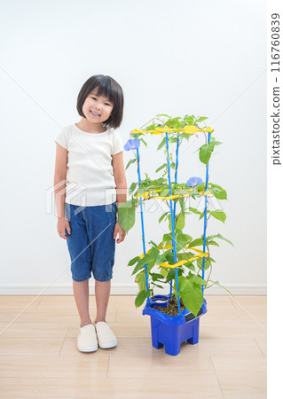 Elementary school students observing morning glories during summer vacation 116760839