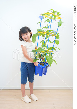 Elementary school students observing morning glories during summer vacation 116760840