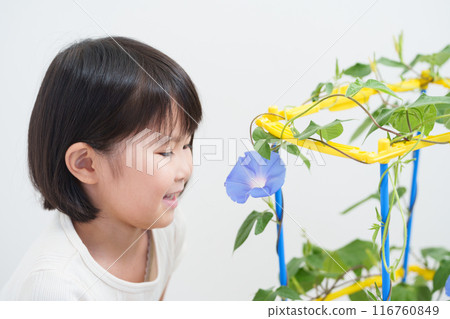 小學生暑假觀察牽牛花 小學生暑假觀察牽牛花 116760849