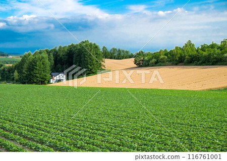Soybean fields spreading across the hills of Biei Soybean fields spreading across the hills of Biei 116761001