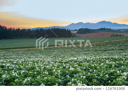 Potato fields and the Tokachi mountain range in the early morning 116761008