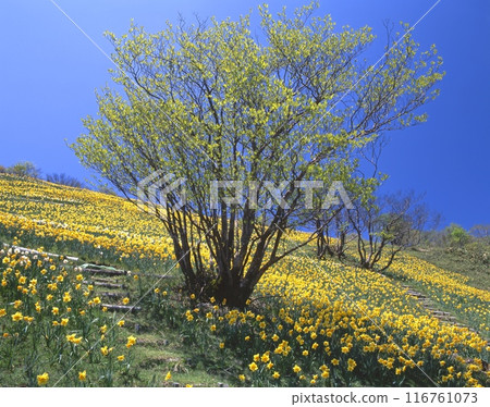A spectacular May view of the daffodil-filled plateau at the summit of Mount Horai (Biwako Valley) / Kido, Otsu City, Shiga Prefecture 116761073