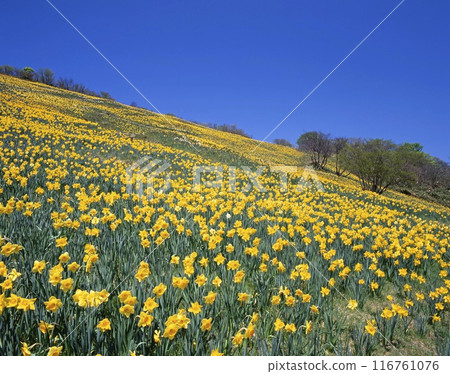 A spectacular May view of the daffodil-filled plateau at the summit of Mount Horai (Biwako Valley) / Kido, Otsu City, Shiga Prefecture 116761076