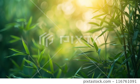 Bamboo background 116761091