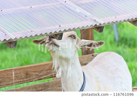 Goat in the shed Goat in the shed 116761096
