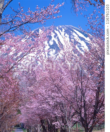 Snow-covered Mt. Yotei (Ezo Fuji) and Ezo Higan cherry blossoms (from the approach to Makkari Shrine) "Lake Toya and Mount Usu Geopark" 116761103
