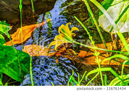 山百合和溪流 116761434