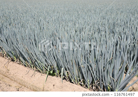 A field of leeks close to harvest 116761497