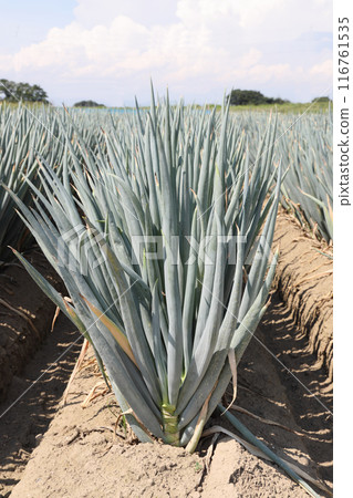 A field of leeks close to harvest A field of leeks close to harvest 116761535