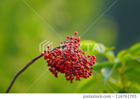 Elderberry red berries 116761705